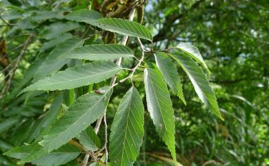 Carpinus kawakamii Hayata 阿里山千金榆