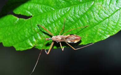 Epidaus sexspinus Hsiao, 1979 六刺素獵椿