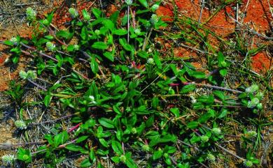 Gomphrena celosioides 假千日紅