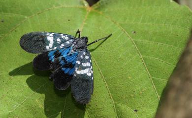 Lycorma olivacea Kato, 1929 青翅蠟蟬