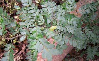 Gleditsia rolfei 恆春皂莢