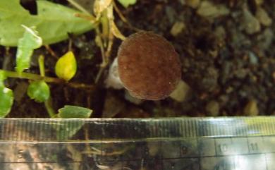 Leccinum rugosiceps (Peck) Singer. 皺蓋疣柄牛肝菌