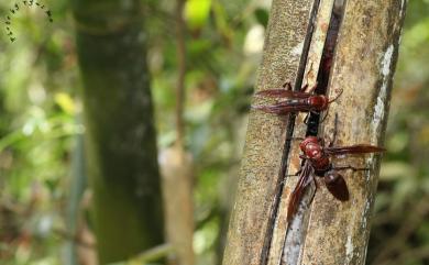 Polistes gigas (Körby & Spence, 1826) 巨紅長腳蜂