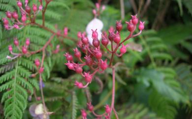 Hydrangea densifolia (C.F.Wei) Y.De Smet & C.Granados 臺灣草紫陽花