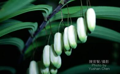 Polygonatum odoratum var. pluriflorum 萎蕤