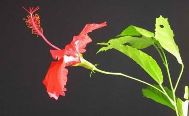 Hibiscus rosa-sinensis 朱槿