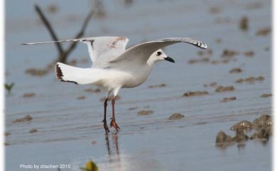 Saundersilarus saundersi (Swinhoe, 1871) 黑嘴鷗