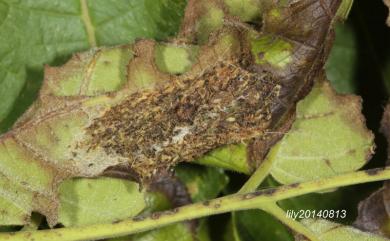 Eligma narcissus (Cramer, 1775) 臭椿皮蛾