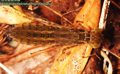 Anax nigrofasciatus nigrofasciatus Oguma, 1915 烏帶晏蜓