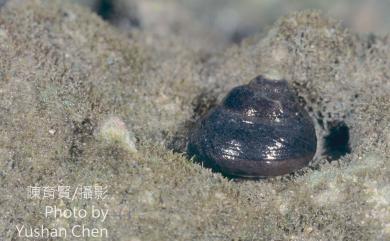 Chlorostoma xanthostigma (A. Adams, 1853) 素面黑鐘螺