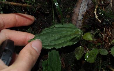 Collabium formosanum Hayata 臺灣柯麗白蘭