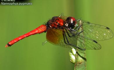 Nannophya pygmaea Rambur, 1842 小紅蜻蜓