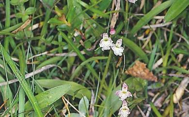 Amitostigma alpestre 南湖雛蘭