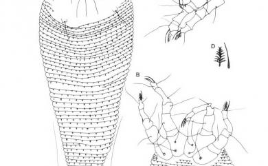 Rhyncaphytoptus cryptomerus Huang, 2001 柳杉大嘴節蜱