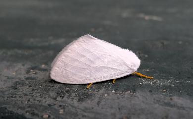 Leucoma clara Walker, 1865 銀白毒蛾
