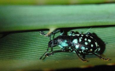 Eupyrgops waltonianus (Adams, 1848) 碎斑硬象鼻蟲