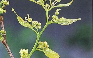 Celtis sinensis Pers. 朴樹