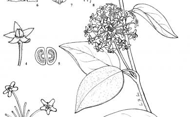 Hoya carnosa (L. f.) R. Br. 毬蘭