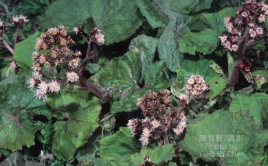 Petasites formosanus Kitam. 臺灣款冬