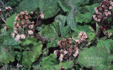 Petasites formosanus 臺灣款冬