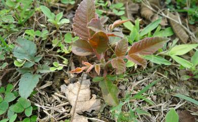 Rhus chinensis var. roxburghii 羅氏鹽膚木