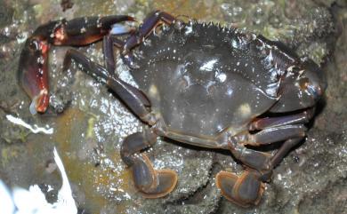 Charybdis japonica (A. Milne Edwards, 1861) 日本蟳