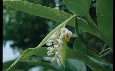 Alpinia zerumbet (Pers.) B.L.Burtt & R.M.Sm. 月桃