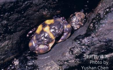 Lydia annulipes (H. Milne Edwards, 1834) 環紋金沙蟹