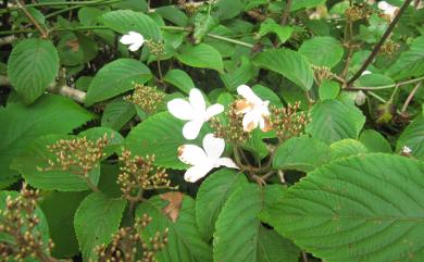 Viburnum plicatum var. formosanum 臺灣蝴蝶戲珠花