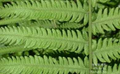 Sphaerostephanos taiwanensis (C.Chr.) Holttum ex C.M.Kuo 臺灣圓腺蕨