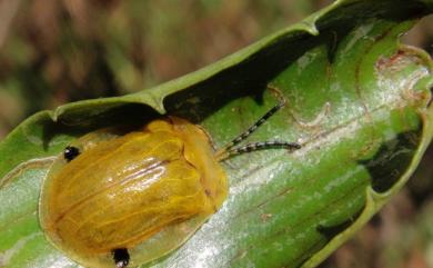 Basiprionota angusta (Spaeth, 1914) 大黃龜金花蟲