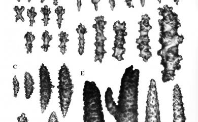 Sinularia erecta Tixier-Durivault, 1945 直立指形軟珊瑚
