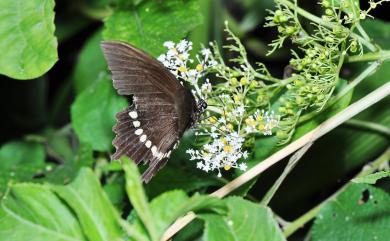 Papilio polytes polytes Linnaeus, 1758 玉帶鳳蝶