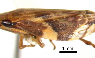 Clovia quadrangularis Metcalf & Horton, 1934 方斑鏟頭沫蟬