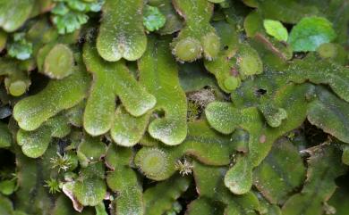 Dumortiera hirsuta (Sw.) Nees 毛地錢