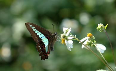 Graphium sarpedon connectens 青鳳蝶