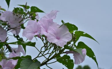 Ipomoea carnea subsp. fistulosa 樹牽牛