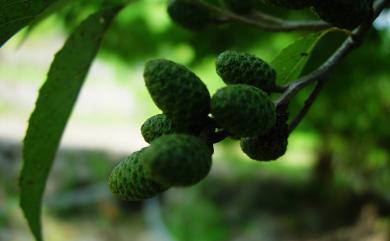 Alnus formosana (Burkill) Makino 臺灣赤楊