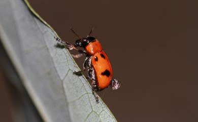 Coptocephala bifasciata Jacoby, 1888 黑斑紅長筒金花蟲