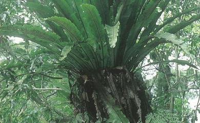 Asplenium antiquum Makino 山蘇花