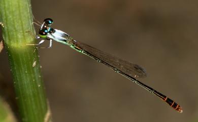 Agriocnemis femina oryzae Lieftinck, 1962 白粉細蟌