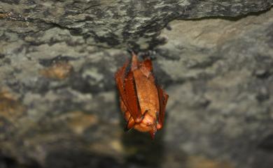 Myotis rufoniger Kishida, 1924 赤黑鼠耳蝠