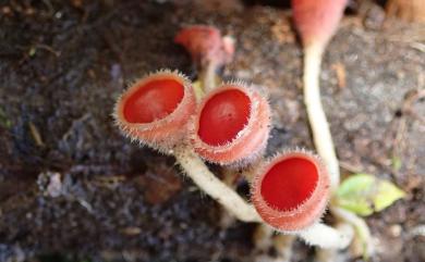 Microstoma floccosa var. macrospora