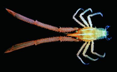 Uroptychodes barunae Baba, 2004 巴烏拉似折尾蝦
