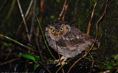 Otus spilocephalus hambroecki 黃嘴角鴞