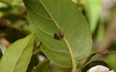 Tricentrus gracilis (Kato, 1928) 細長三刺角蟬