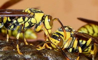 Polistes rothneyi Cameron, 1900 黑紋長腳蜂