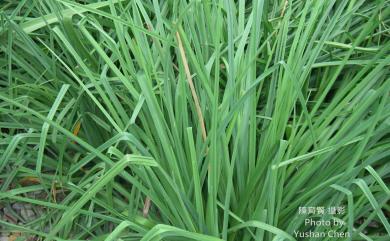 Cymbopogon nardus 香茅