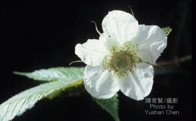 Rubus croceacanthus var. croceacanthus 虎婆刺