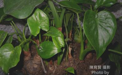 Alocasia cucullata (Lour.) G.Don 臺灣姑婆芋